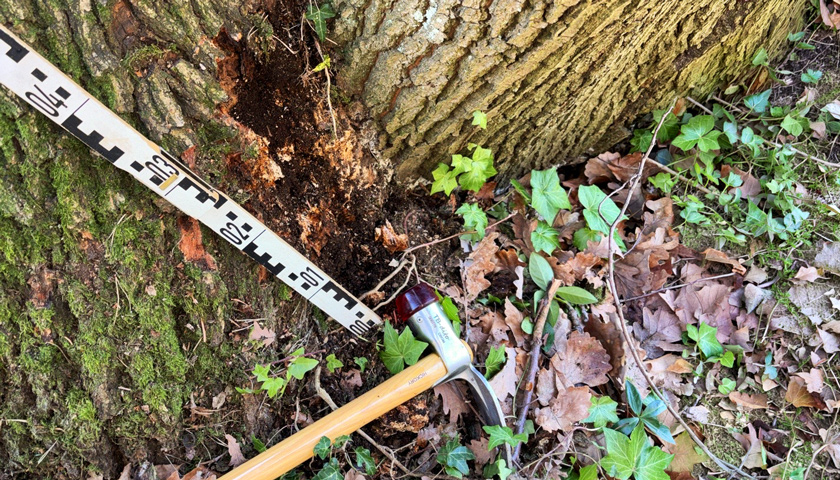 Schonhammer und Maßstab zur Beurteilung der Bruchsicherheit an einem eingefaulten Stamm.