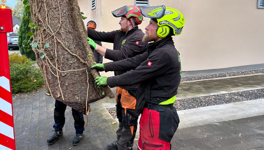 Ein schwerer, durchtrennter Baumstamm wird von mehreren Baumpflegern kontrolliert zu Boden gelassen