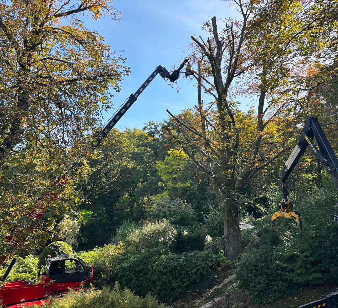 Stückweises Abtragen einer Oberkrone mit Teleskop-Fällbagger