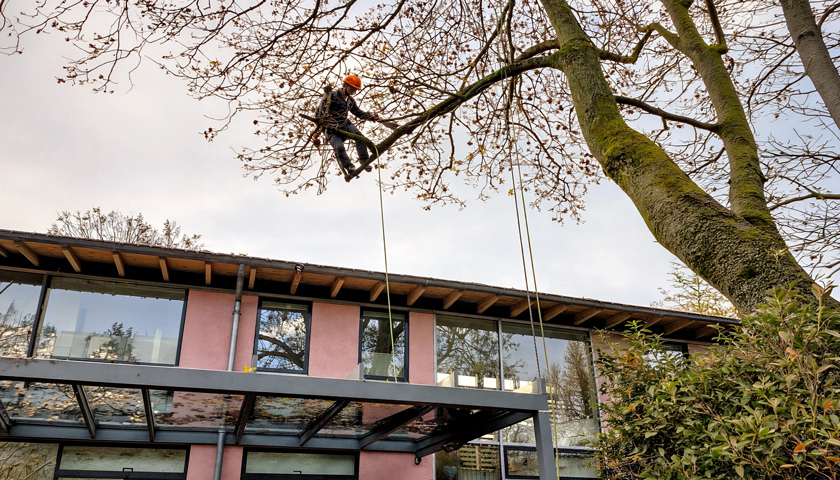 Seilkletterer kürzt Starkast ein über einem Glasdach